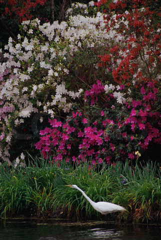 Home Page Image